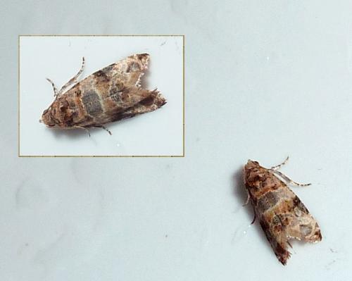 Réf. 222 676 : Lobesia botrana